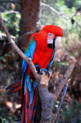 Parrot parrot sits on a branch