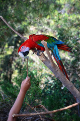 Parrot Ara sits on a branch