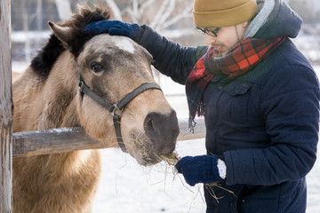 Obraz premium Waist up portrait of modern young man feeding horse standing by wooden fence enjoying nice winter day outdoors