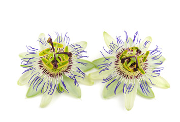 Passiflora (Passiflora caerulea)