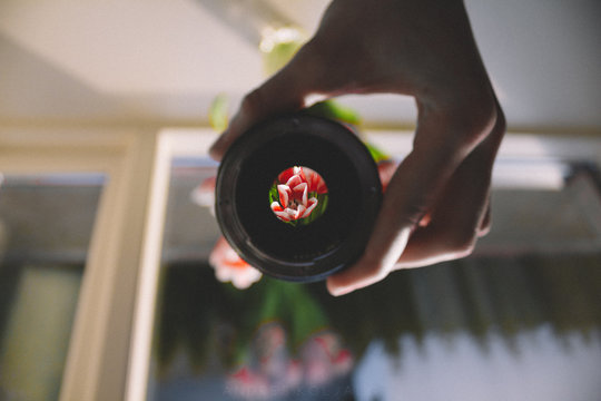 Flower upside down throught a lens