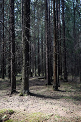 Pine forest. Depths of a forest. Journey through forest paths. T