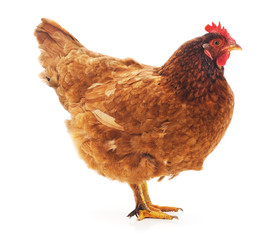 One brown chicken.