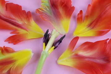 Papagei Tulpe mit Stempel - Rosa Hintergrund