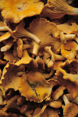 Fototapeta premium Chantarelle mushrooms.