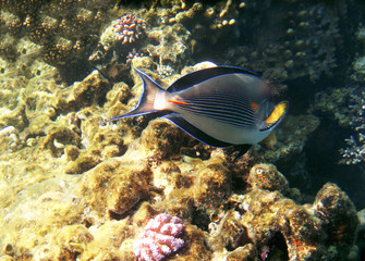Naklejka na ściany i meble Tropical exotic fish acanthurus underwater in the water Red Sea