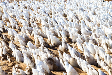 Ice formations modeled by wind, Bolivia