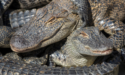 Smiling Alligator Buddies