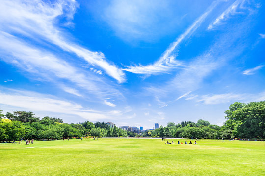 新緑が眩しい休日の公園