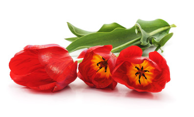 Three red tulips.