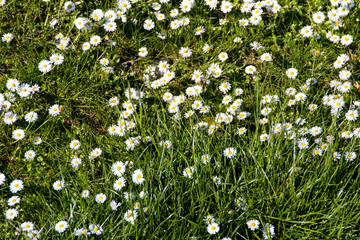bl&uuml;hende Fr&uuml;hlingswiese bei sonnigem Wette
