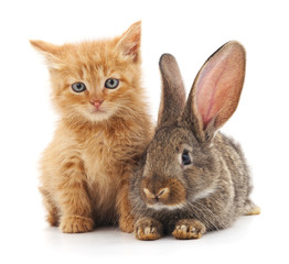 Obraz premium Red cat and rabbit.