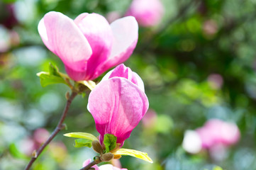 Branch with blooming pink magnolia flower buds