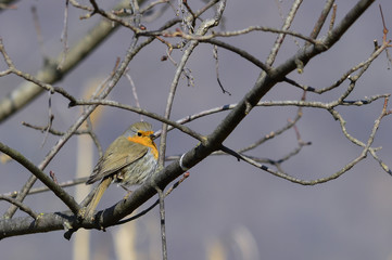 Pettirosso | Erithacus rubecula 