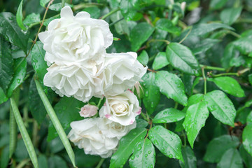 Roses