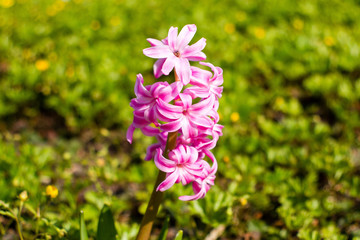 pinke Frühlingsblumen