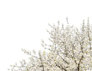 Blooming magnolia tree