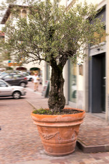 Olive tree in a clay vase with a pattern on the street of a European city. Street decor.