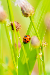 Flowers and ladybugs photographed in pastel tones