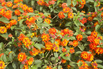 Beautiful and colorful lantana flower - tango