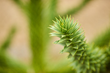 Araucaria, also known as monkey puzzle