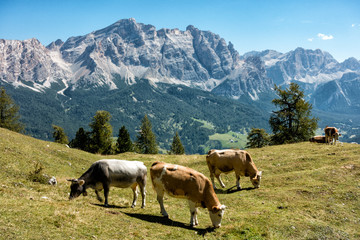 Fototapeta na wymiar Landscape view with cows of Unesco World Heritage site Dolomiti, Alta Badia, Italy
