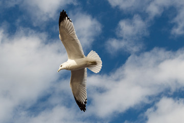 A white bird flying