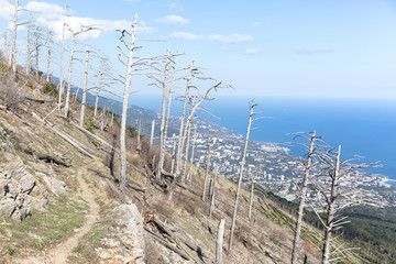 Fototapeta premium Dead trees after forest fire in Crimea mountains, Yalta below on background/ View over burned forest/ Arson of forest, destruction of nature by man/ Fire in the forest through the fault of man concept