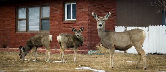 Three Deer | Animal Photography