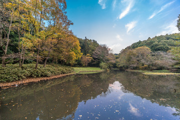 Autumn colors, Fall foliage at Zama Yatoyama Koen Park. Located in Zama-shi, Kanagawa Prefecture, Japan