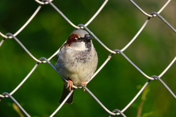 Male sparrow (passer domesticus) perching on a chain-link wire fence in front of blurry leaves