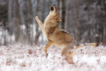 Wolf