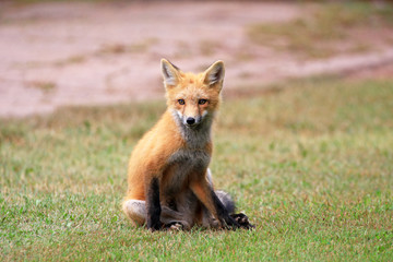 Red fox Kit portrit, Prince Edward Island, Canada
