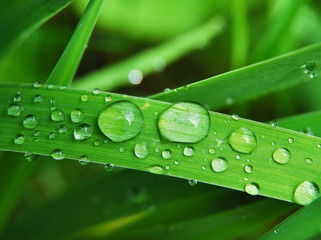 Drops of clean water on the grass after a summer rain