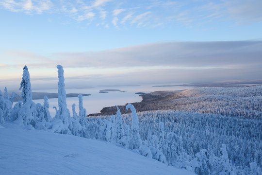 Snow covered trees in Lapland
