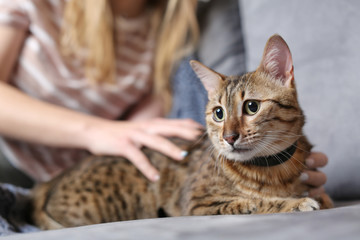 Woman stroking her cute cat at home, closeup
