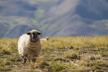 Fototapeta premium Oveja de cara negra mirando hacia la cámara en el campo con montañas en el fondo