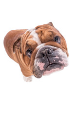 Funny and cute English bulldog isolated on white background