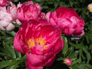 Bright Pink Peonies fully blooming