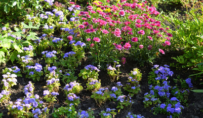 Colorful flower in summer park.