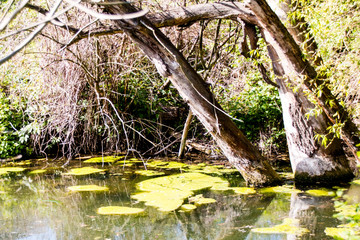 Sumpflandschaft mit See und Bäumen