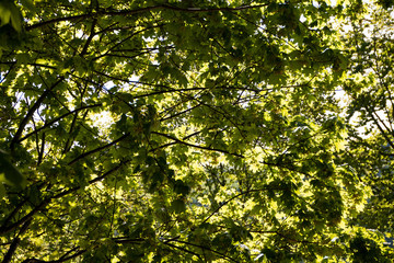 sattes grünes Blätterdach im Wald oder Park