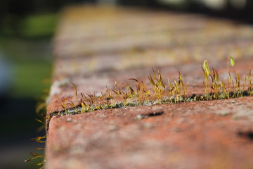 Moss On Wall