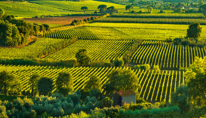 Bolgheri and Castagneto vineyard aerial view on sunset. Maremma Tuscany, Italy