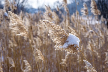 tall grass covered in snow blowing in the wind on prairie
