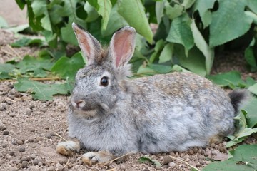 A cute grey rabbit lying on the ground with green leaves background. Selective focus. Animal and Easter concept.