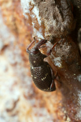 pine weevil, Hylobius pinastri on wood 