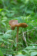 Entoloma mushroom growing among grass