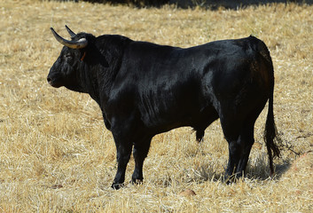 horns of bull