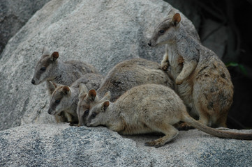 Fototapeta premium Family of Brush-tailed Rock-wallabies